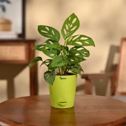Broken Heart Plant