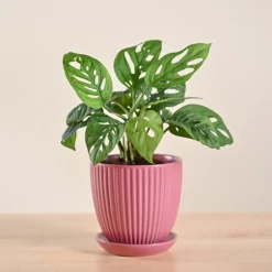 Broken Heart Plant