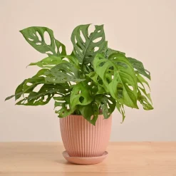 Broken Heart Plant