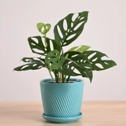 Broken Heart Plant