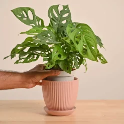 Broken Heart Plant