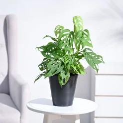 Broken Heart Plant