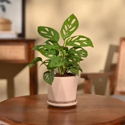 Broken Heart Plant