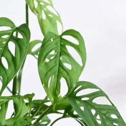 Broken Heart Plant