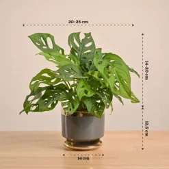 Broken Heart Plant