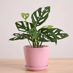 Broken Heart Plant