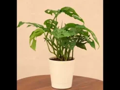 Broken Heart Plant