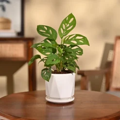 Broken Heart Plant