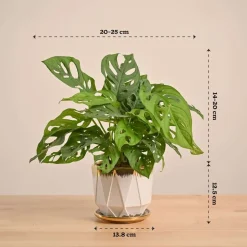 Broken Heart Plant