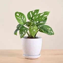 Broken Heart Plant