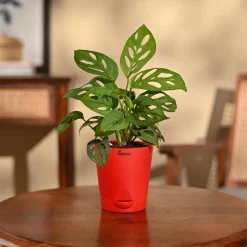 Broken Heart Plant