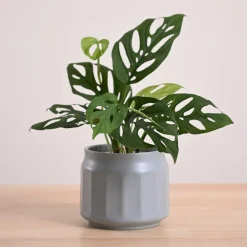 Broken Heart Plant