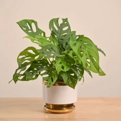 Broken Heart Plant