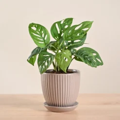 Broken Heart Plant