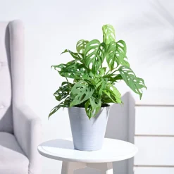 Broken Heart Plant