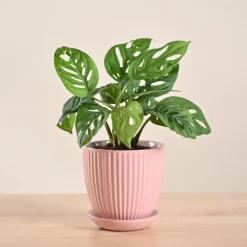 Broken Heart Plant