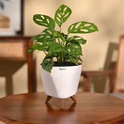 Broken Heart Plant