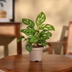 Broken Heart Plant