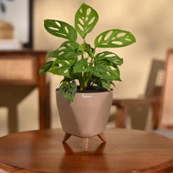 Broken Heart Plant