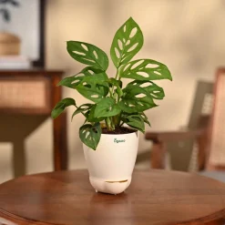 Broken Heart Plant
