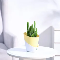 Cactus Plant - Elongated