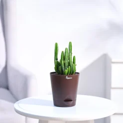 Cactus Plant - Elongated
