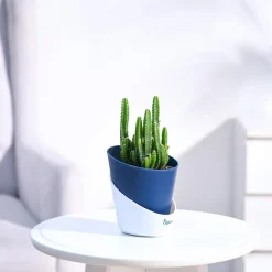 Cactus Plant - Elongated