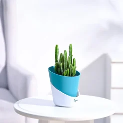 Cactus Plant - Elongated