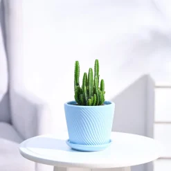 Cactus Plant - Elongated