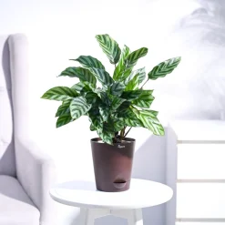 Calathea Freddie - Medium