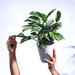 Calathea Freddie - Medium