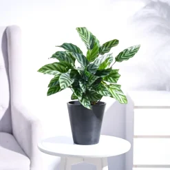 Calathea Freddie - Medium
