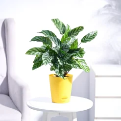 Calathea Freddie - Medium
