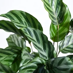 Calathea Freddie - Medium