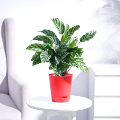 Calathea Freddie - Medium