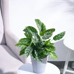 Calathea Freddie - Medium