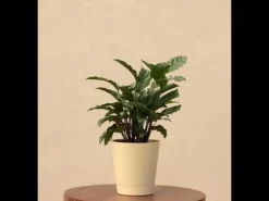 Calathea Freddie - Medium