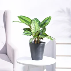Calathea Pinstripe Plant