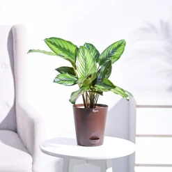 Calathea Pinstripe Plant