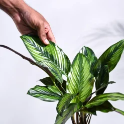 Calathea Pinstripe Plant
