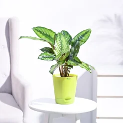 Calathea Pinstripe Plant