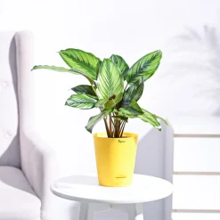 Calathea Pinstripe Plant