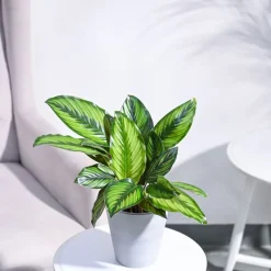 Calathea Pinstripe Plant