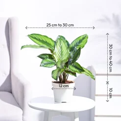 Calathea Pinstripe Plant