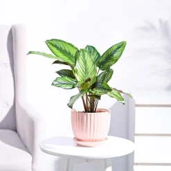 Calathea Pinstripe Plant