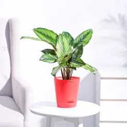 Calathea Pinstripe Plant