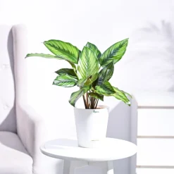 Calathea Pinstripe Plant