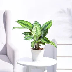 Calathea Pinstripe Plant