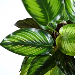 Calathea Pinstripe Plant