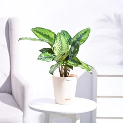 Calathea Pinstripe Plant